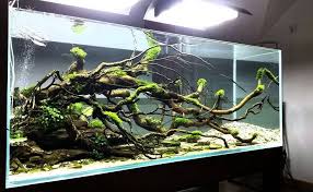 Scontent Lhr3 1 X Aquarien Aquarium Aquascape Susswasseraquarium
