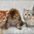Purebred TICA Registered Siberian Cats and Kittens