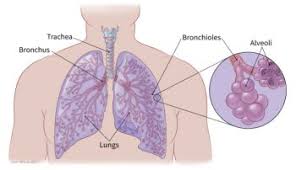 You have recently been treated for cancer? Small Cell Lung Cancer Guide Understanding Sclc