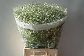 Tap any excess water and dye back into the bowl. Here Is What You Need To Know About Gypsophila Flowers Baby S Breath Its Not What You Think Eagle Link Flowers