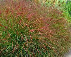 Die rutenhirse (panicum virgatum) ist staude des jahres 2020 und das nicht ohne grund. Rutenhirse Panicum Virgatum Mein Schoner Garten