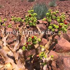 Image result for Cyphostemma tenuissimum