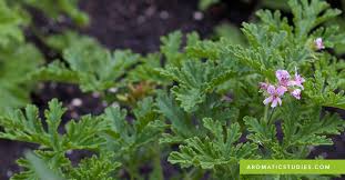 Image result for Pelargonium graveolens