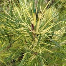 Image result for Hunteria densiflora