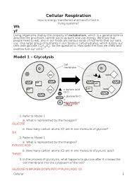 Ensure words are spelled correctly. 13 Cellular Respiration Key Cellular Respiration Adenosine Triphosphate