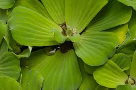 Image result for Pistia