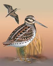 Snipe bird in a field. Jack Snipe Whatbird Com
