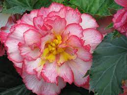 Begonia Propagation Is An Easy Way To Keep A Little Bit Of Summer All Year Long Why Not Use Your Garden Plants To S Begonia Trees To Plant Shade Garden Plants