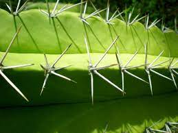 They may be harvested from a fully grown cactus for 25 farming experience for each spine. Why Do Cacti Have Spines 4 Reasons Cacti Are Spikey