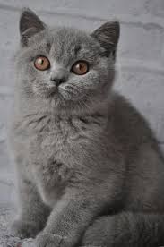 Pin By Lider Benitez Ferriol On Cicuskak Cute Cats And Dogs Beautiful Cats Cute Cats
