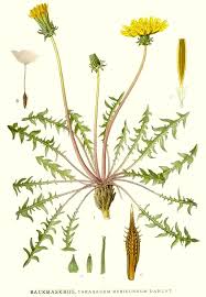 Image result for Taraxacum