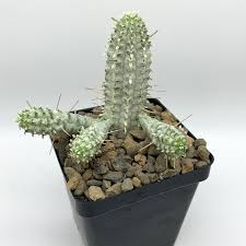 Image result for Euphorbia epicyparissias