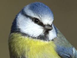 British Birds With Yellow Feathers British Birds Garden Birds 01 Most Common Bird Garden Common Garden Birds Birds
