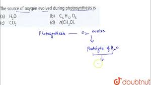 How Does Photosynthesis Produce Oxygen? - Quora