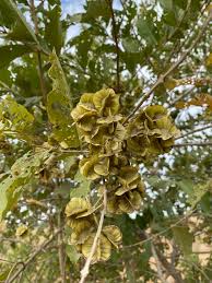 Image result for Duosperma quadrangulare