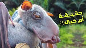 حقيقة المخلوق العجيب الذي أثار الجدل على مواقع التواصل الاجتماعي الخفاش ذو الرأس المطرقة hippopotamus animals