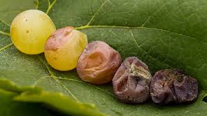 Image result for Botrytis cinerea