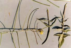 Image result for Sisymbrium orientale