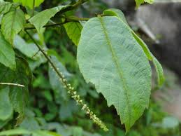 Image result for Allophylus