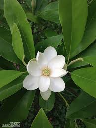 Maybe you would like to learn more about one of these? Flowering Trees For Home Gardens 21 Beautiful Choices
