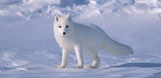 Animales polares | AnimalesHoy
