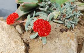 Image result for Crassula perfoliata