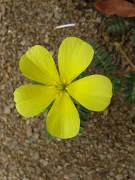 Image result for Tribulus zeyheri