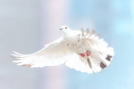 Det är inte antingen frid eller fred