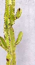 Image result for Euphorbia neopolycnemoides