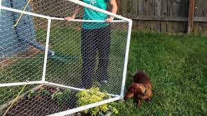 Chicken wire is named poultry mesh or hexagonal wire netting. Garden Fence Youtube