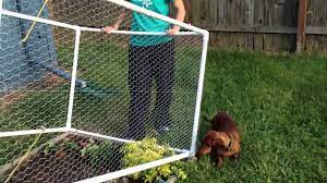 Thicker chicken wire is stronger, but again it's heavier and a little more expensive. Garden Fence Youtube