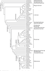 Pdf A Phylogenetic Classification Of The Land Plants To Accompany Apg Iii Semantic Scholar