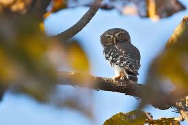 Forest Owlet Melghat Tiger Reserve Owlet Nature Conservation Forest