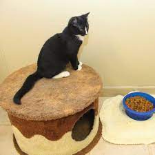 15494 dellwood drive brainerd, mn 56401. Brainerd Baxter Pet Adoption Rescue A Dog Or Cat In Mn Hart