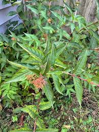 Image result for Clutia sessilifolia