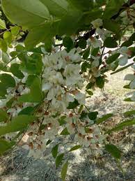 Fabaceae Locusts A K A False Acacia Made Arranged Created Photographed By J Pet14 Plants Flowers Arrangement