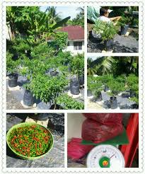 Anim agro technology cili padi senang tanamnya 09 01 2020 tanaman cili padi mempunyai banyak musuh dan penyakit jika ditanam secara komersil dan tidak. Cara Berkebun Cili Cara Berkebun