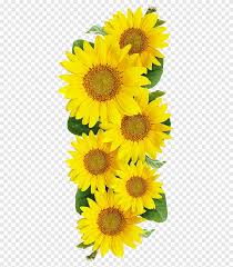 42+ sunflower png images for your graphic design, presentations, web design, and other projects. Sunflower Sunflower Sunflower Clipart Png Pngegg