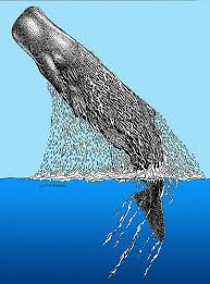 May 28, 2014 · duiken man vector tekening. Pin Op Whales
