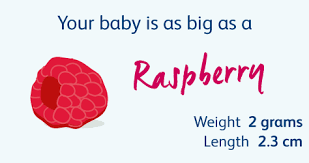 At this term, it's similar in size to a grapefruit. 9 Weeks Pregnant Pregnancy Week By Week Bounty