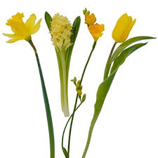 A beautiful flower that combines white and yellow with a well defined, very large cup. Yellow Fresh Spring Bulb Combo Pack Fiftyflowers Com