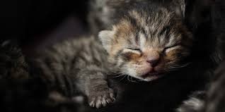 Cat Pregnancy International Cat Care