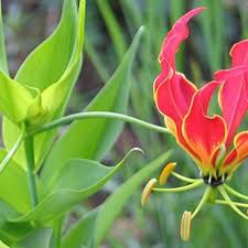 Image result for Littonia