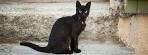 22 Awesome Black Cat Breeds - Care