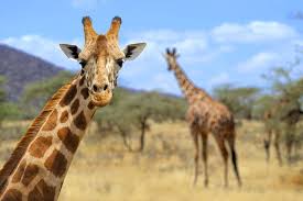 How do you draw a kiwi bird? Learn How To Draw A Giraffe In This Step By Step Tutorial