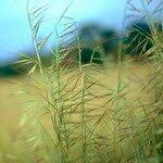 Image result for Chasmopodium