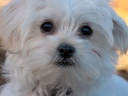 Moon moon is a toy maltese breed. How Long Can I Leave My Maltese Puppy Alone