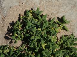 Image result for Tetragonia calycina