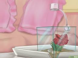 Grow A Bond With Your Betta Fish Betta Fish Tank Betta Fish Betta Aquarium