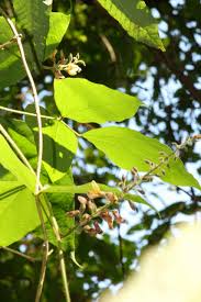 Image result for Rhynchosia viscosa